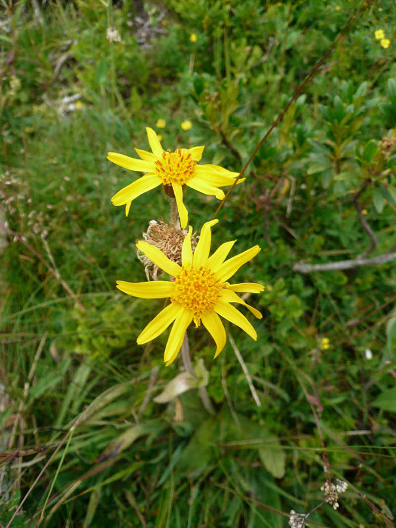 Arnica des montagnes chamonix/lac_blanc/photos/arnica_02.jpg