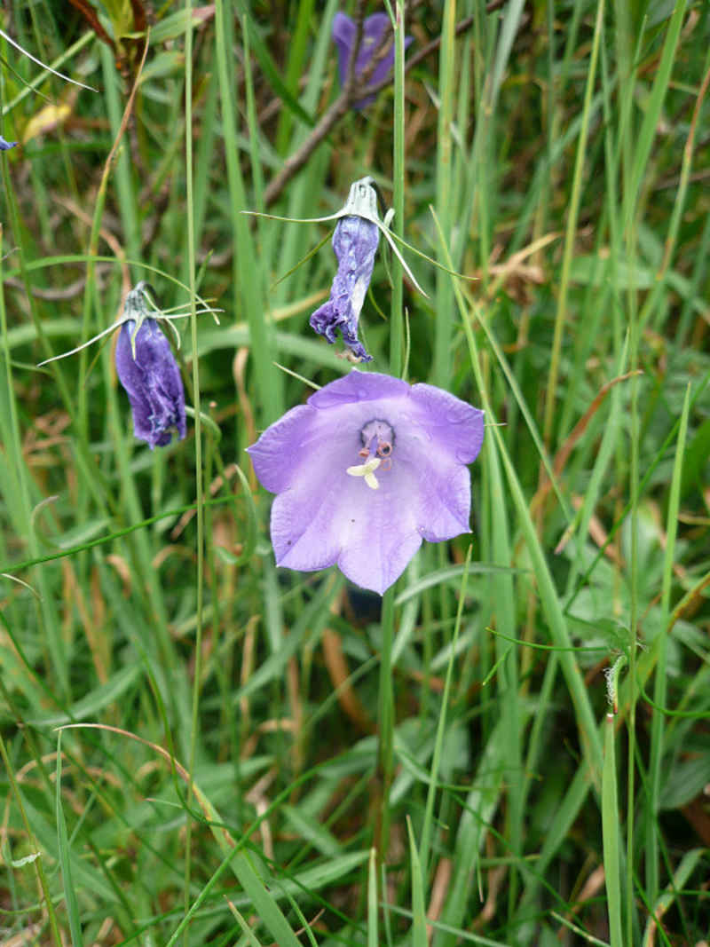 Campanule chamonix/lac_blanc/photos/campanule.jpg