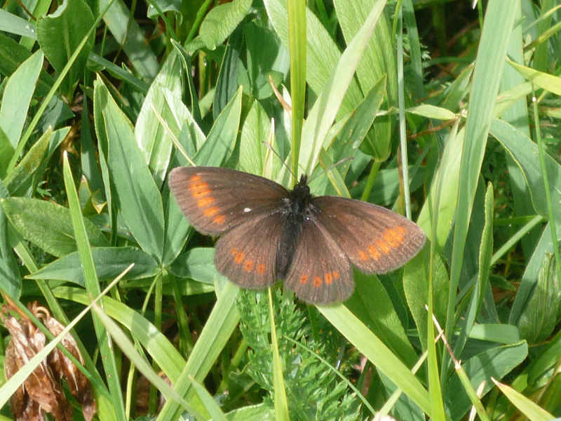 Pas beaucoup de papillons dans le coin... chamonix/lac_blanc/photos/papillon.jpg