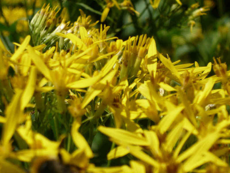Aster chamonix/suisse/photos/aster.jpg