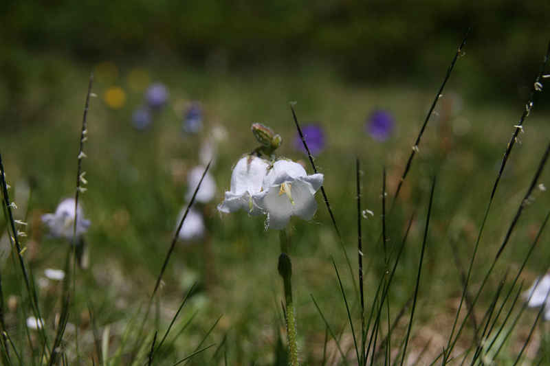 Campanule barbue chamonix/suisse/photos/campanule_01.jpg
