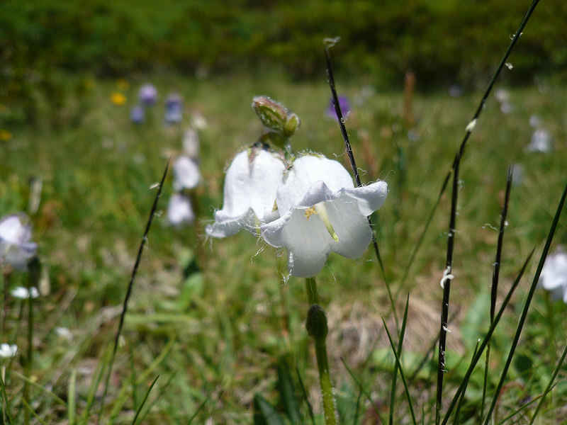 Campanule barbue chamonix/suisse/photos/campanule_02.jpg