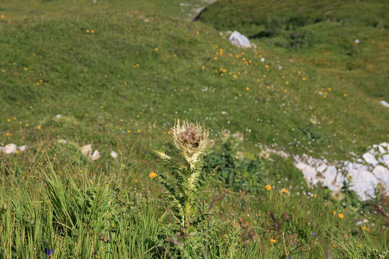 Chardon chamonix/suisse/photos/chardon.jpg