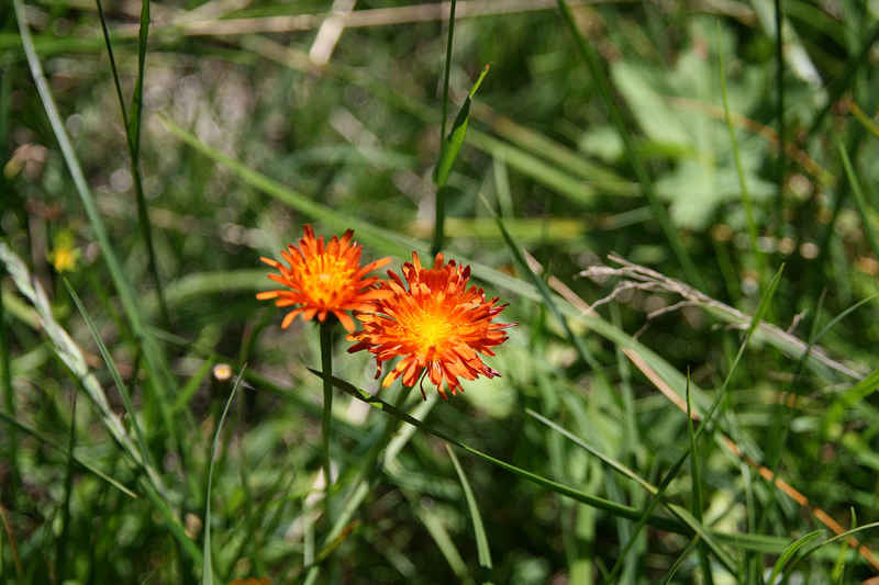 Epervière orangée chamonix/suisse/photos/eperviere_orangee_01.jpg
