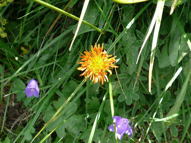 Epervière orangée chamonix/suisse/photos/eperviere_orangee_02.jpg