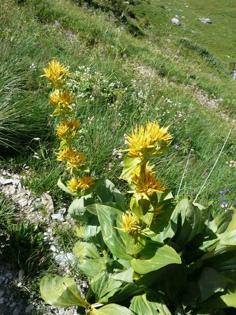 Gentiane jaune... utilisée pour l'alcool chamonix/suisse/photos/gentiane_jaune.jpg