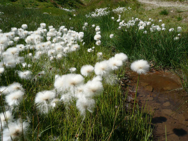 Linaigrette chamonix/suisse/photos/linaigrette_02.jpg