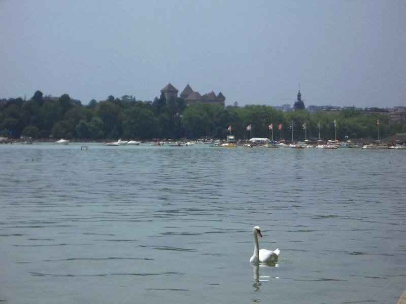 Lac d'Annecy - Château d'Annecy contamines/annecy/photos/annecy_lac_cygne.jpg