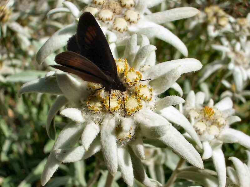 Papillon sur edelweiss contamines/contamines/photos/edelweiss_02.jpg