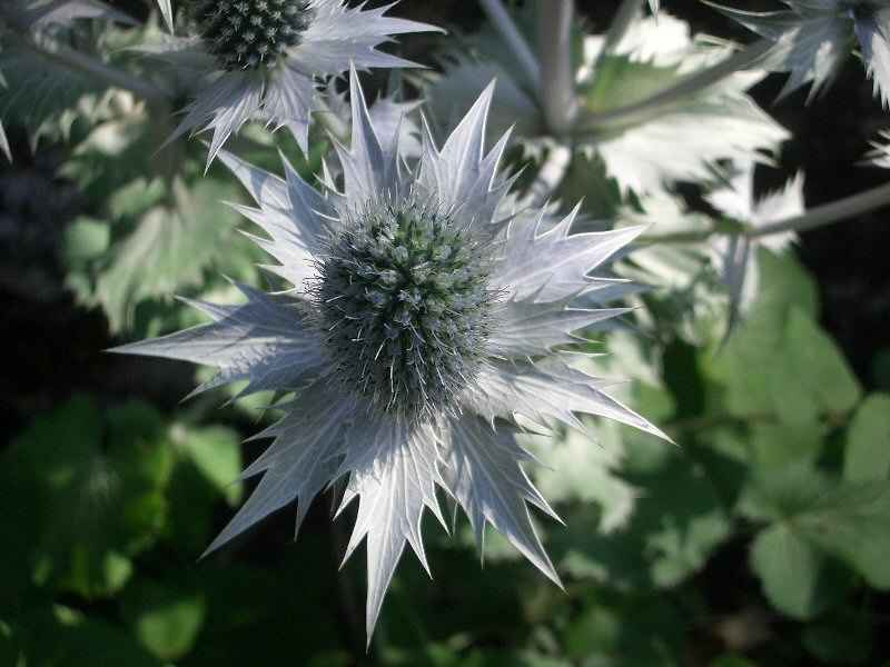 Jardin botanique de la Jaÿsinia contamines/fer_cheval/photos/samoens_jardin_chardon.jpg