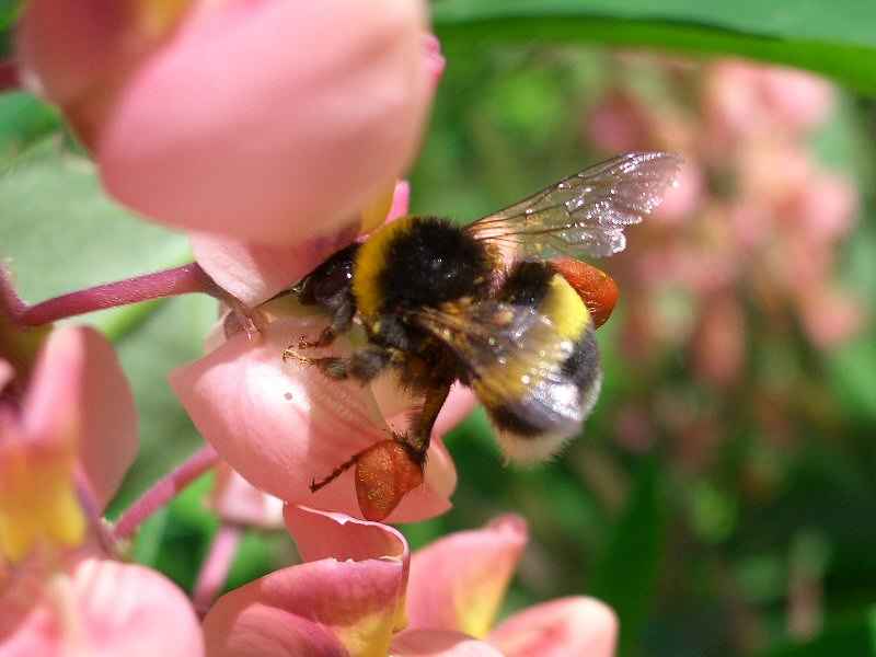 Y'a pas que des vaches en Normandie ! normandie/manche/photos/normandie_abeille.jpg
