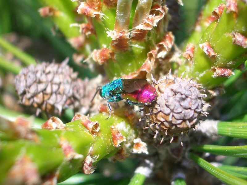 Quelqu'un connaîtrait-il le nom de cet insecte ??? normandie/manche/photos/normandie_insecte.jpg
