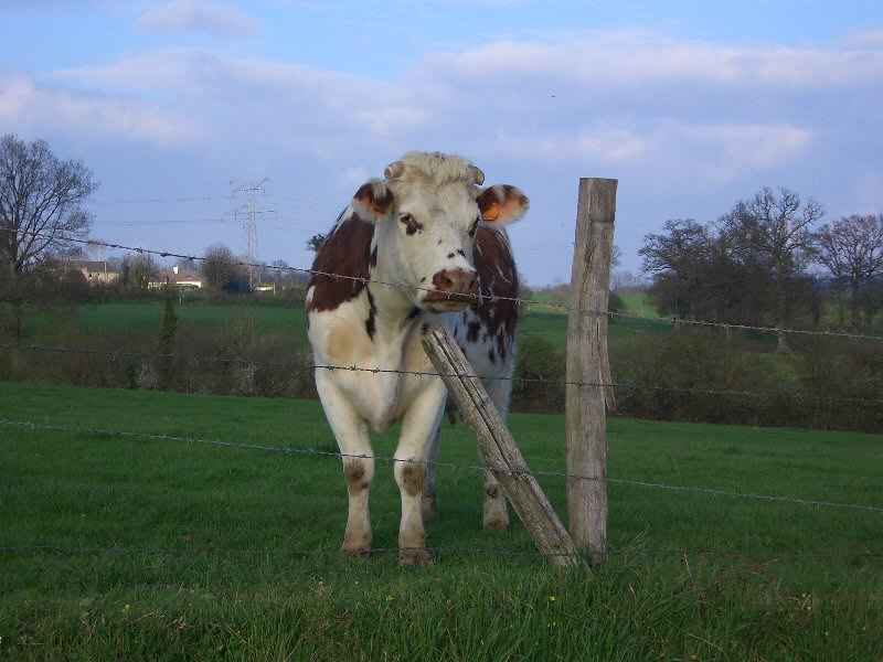 Bienvenue en Normandie ! normandie/manche/photos/normandie_vache_01.jpg