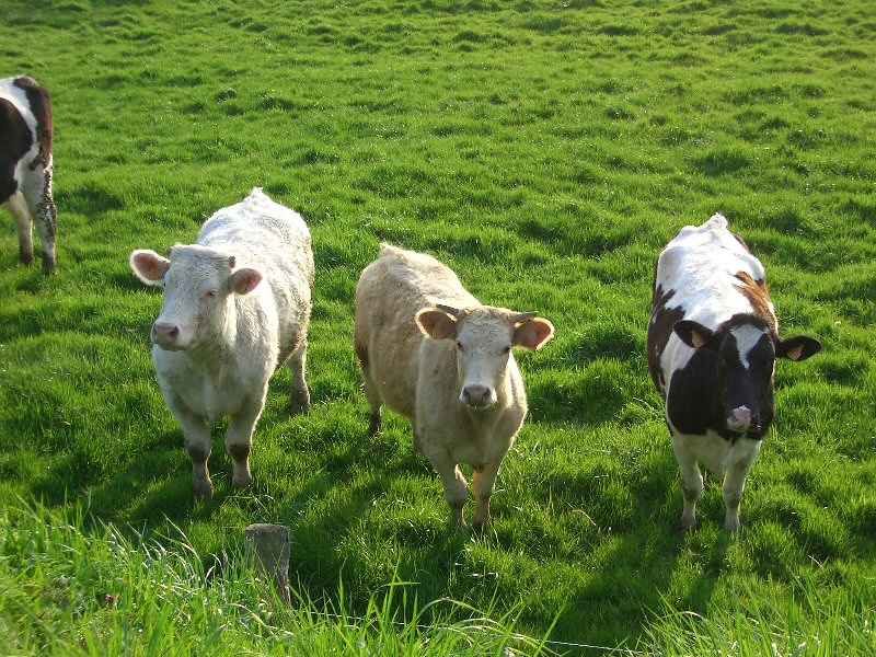 Indissociables de l'image de la Normandie... normandie/manche/photos/normandie_vache_02.jpg