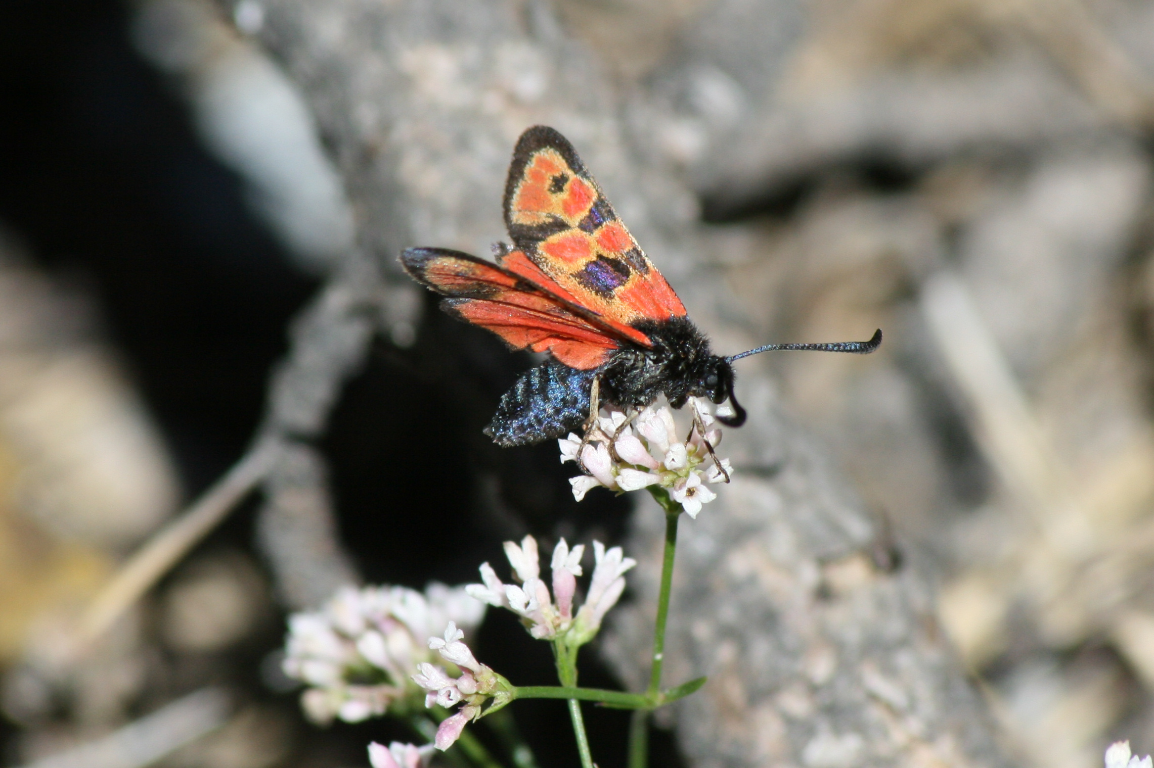 (rel)../briancon/preview/papillon_01.jpg serre_che/faune/../briancon/photos/papillon_01.jpg