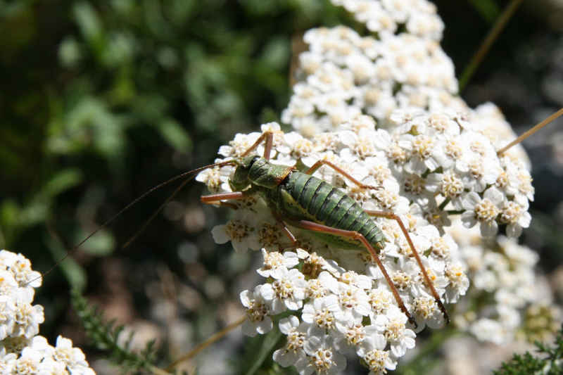 Je ne savais pas que les criquets butinaient les fleurs !... serre_che/faune/photos/criquet.jpg