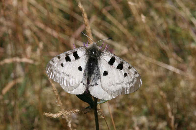 Un bel apollon serre_che/faune/photos/papillon_apollon_01.jpg