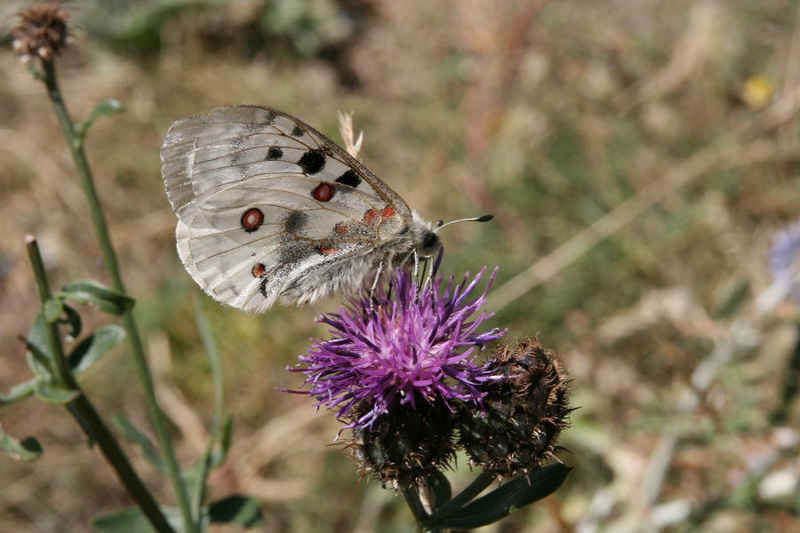Un bel apollon serre_che/faune/photos/papillon_apollon_02.jpg
