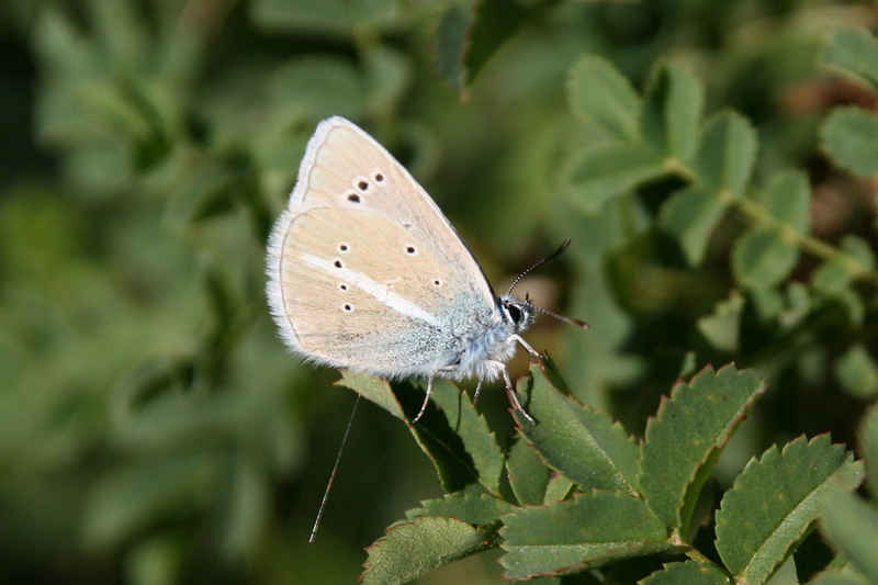 Un argus serre_che/faune/photos/papillon_argus_03.jpg