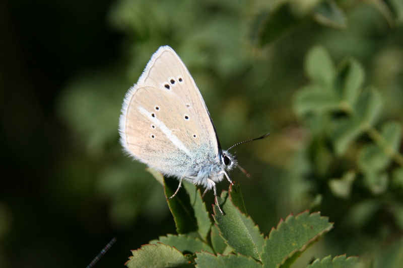Argus bleu, argus frêle ? Difficile à dire... serre_che/faune/photos/papillon_argus_04.jpg