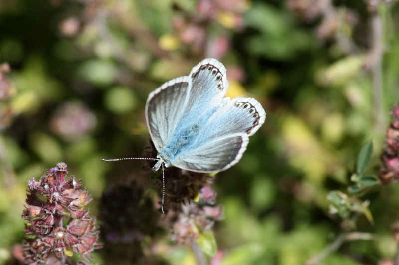 Argus bleu nacré serre_che/faune/photos/papillon_argus_bleu_nacre_01.jpg