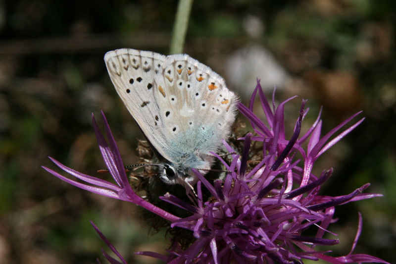 Argus bleu nacré perdu dans une centaurée serre_che/faune/photos/papillon_argus_bleu_nacre_02.jpg