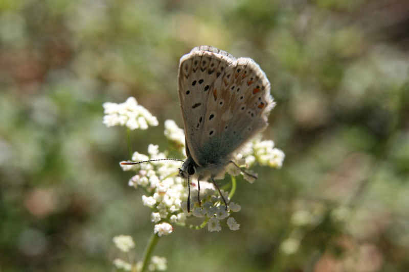 Argus bleu nacré serre_che/faune/photos/papillon_argus_bleu_nacre_03.jpg