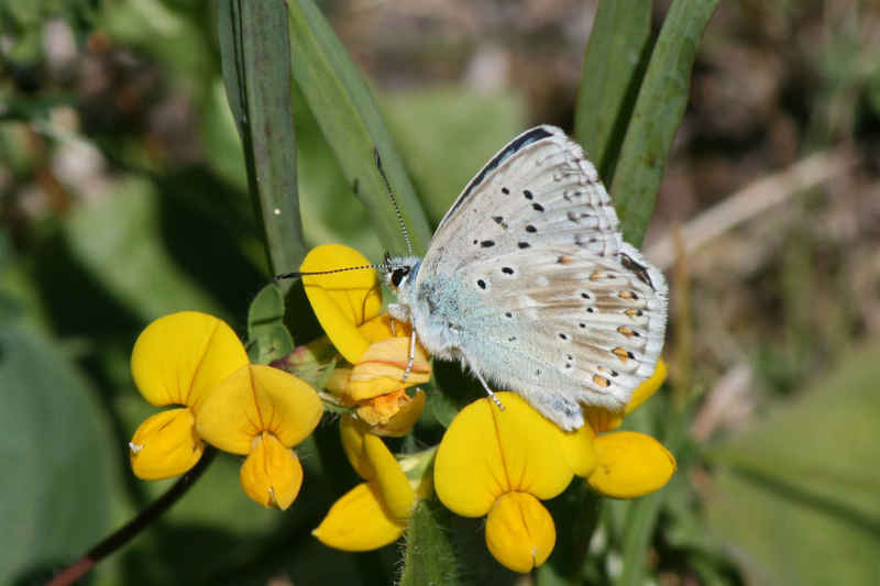 Argus bleu nacré serre_che/faune/photos/papillon_argus_bleu_nacre_05.jpg