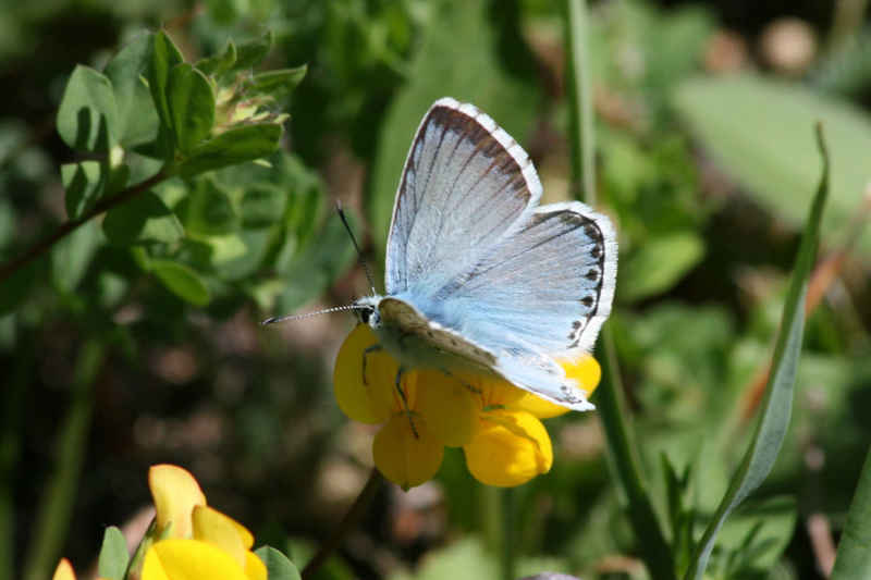 Argus bleu nacré serre_che/faune/photos/papillon_argus_bleu_nacre_06.jpg