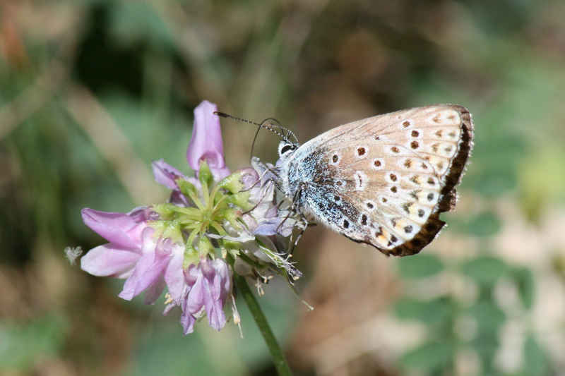 Argus frêle serre_che/faune/photos/papillon_argus_frele_01.jpg
