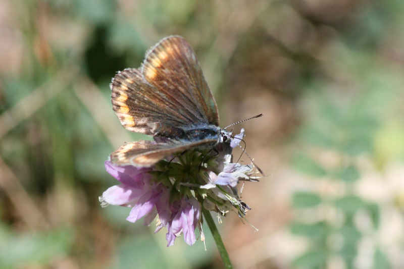 Argus frêle serre_che/faune/photos/papillon_argus_frele_02.jpg