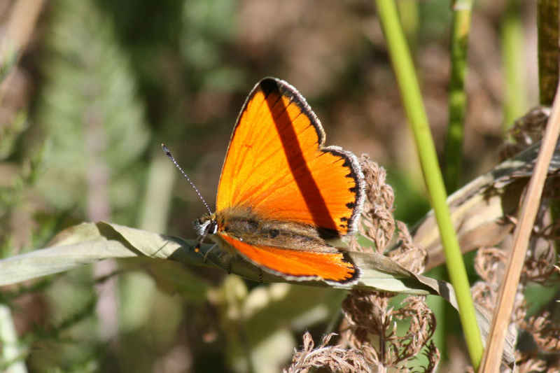 Argus satiné serre_che/faune/photos/papillon_argus_satine_01.jpg