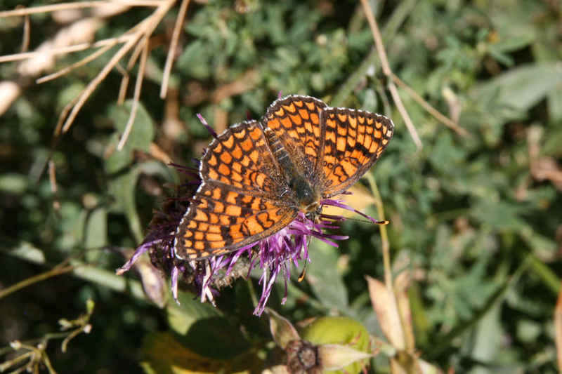 Damier Athalie serre_che/faune/photos/papillon_damier_athalie.jpg