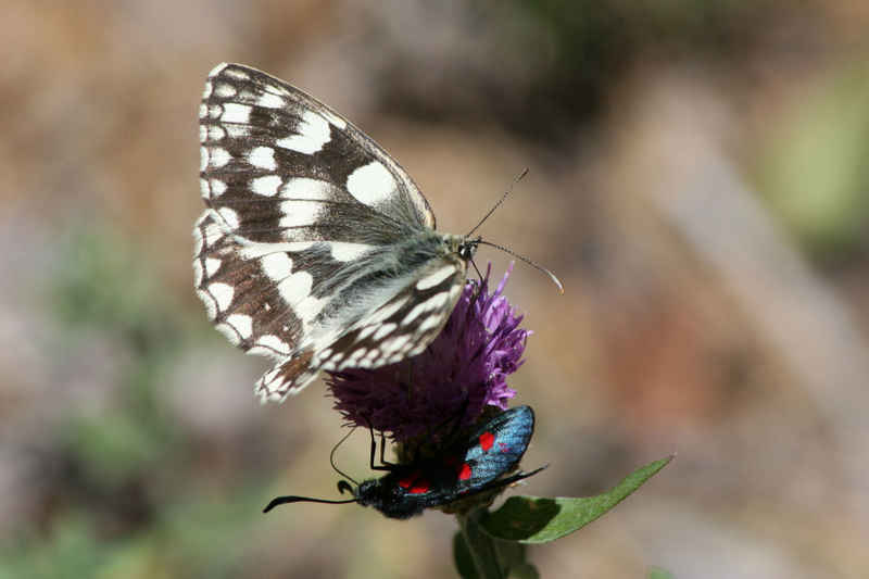 Un demi-deuil vient déranger ce zygène... ou l'inverse ! Quand y'en a pour 1, y'en a pour 2 ! serre_che/faune/photos/papillon_demi-deuil_01.jpg