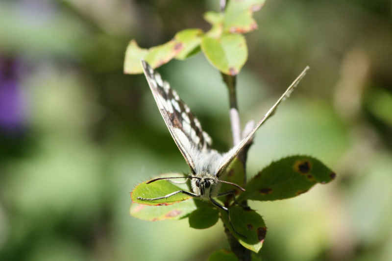 Ce demi-deuil prend son envol... serre_che/faune/photos/papillon_demi-deuil_02.jpg