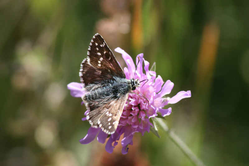 Hespérie des potentilles serre_che/faune/photos/papillon_hesperie_potentilles.jpg