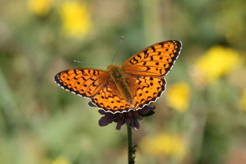 Un moyen nacré serre_che/faune/photos/papillon_moyen_nacre.jpg