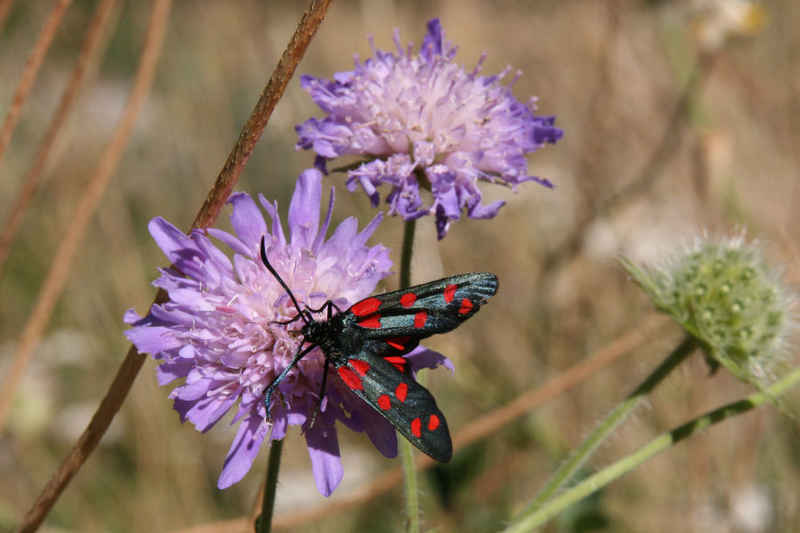 Un zygène sur une scabieuse luisante... serre_che/faune/photos/papillon_zygene_01.jpg