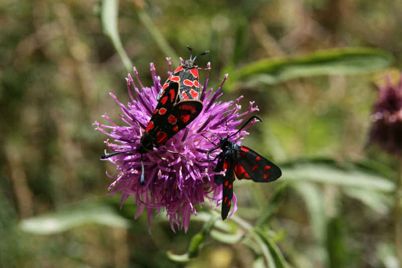 3 zygènes ! serre_che/faune/photos/papillon_zygene_02.jpg