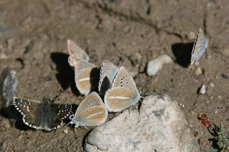 C'est un rendez-vous, c'est pas possible !!! serre_che/faune/photos/papillons_01.jpg