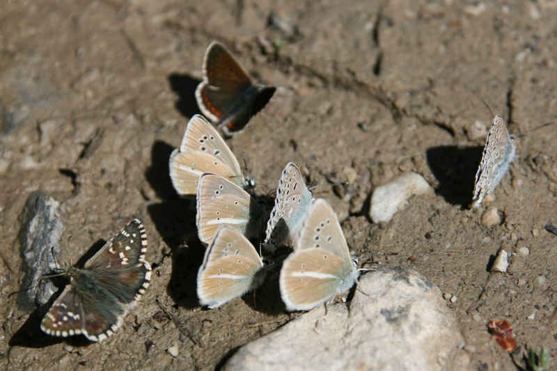 Cherchez l'intrus... un hespérie des potentilles parmi tous ces argus serre_che/faune/photos/papillons_02.jpg