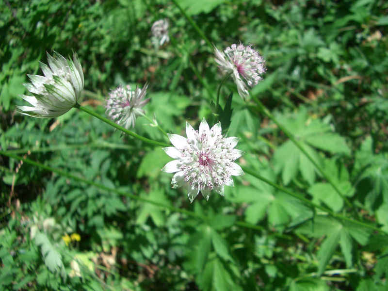 Grande astrance serre_che/mine/photos/fleurs_01.jpg