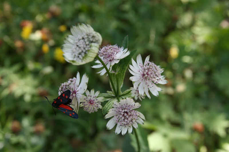 Quant à ce zygène, il préfère la grande astrance... serre_che/mine/photos/fleurs_02.jpg