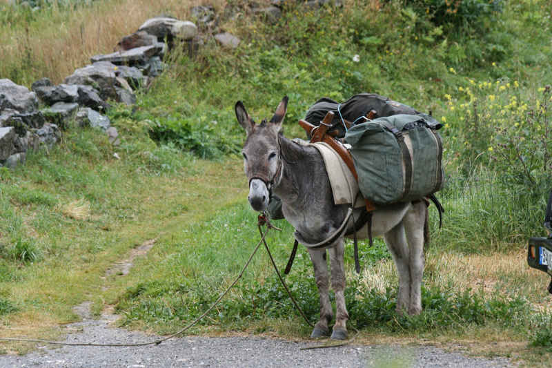 Ben oui, il n'a pas la chance d'être au sec, lui... serre_che/monetier/photos/ane_02.jpg