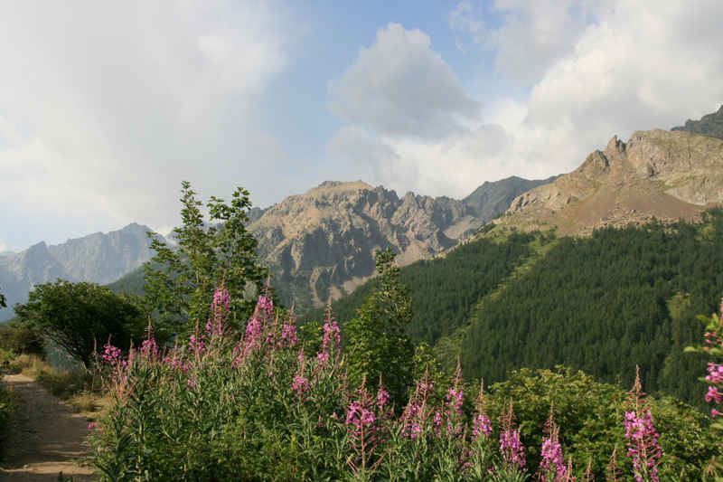 Les traditionnels épilobes... serre_che/monetier/photos/guisane_02.jpg