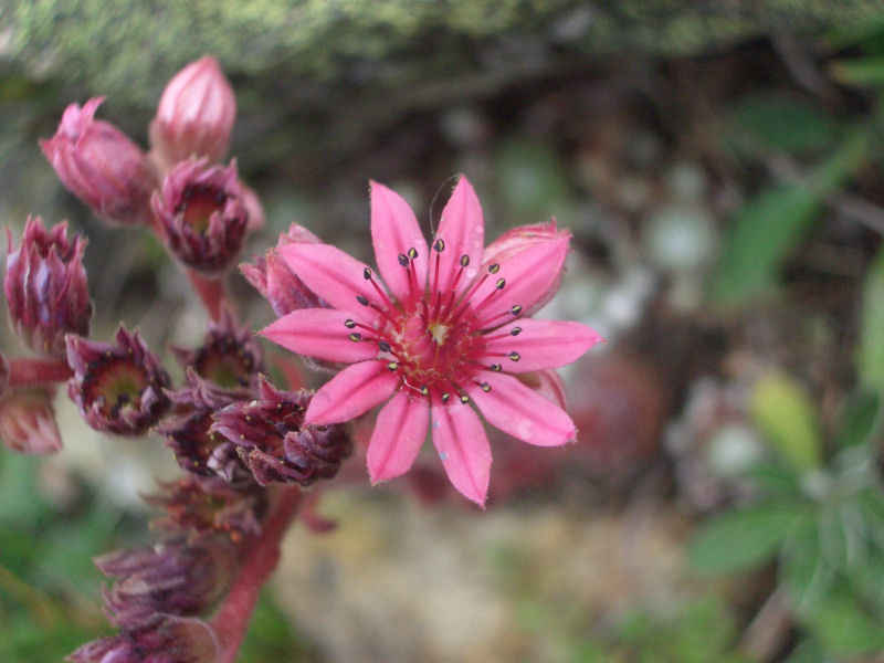 Joubarbe à toile d'araignée serre_che/monetier/photos/joubarbe_03.jpg