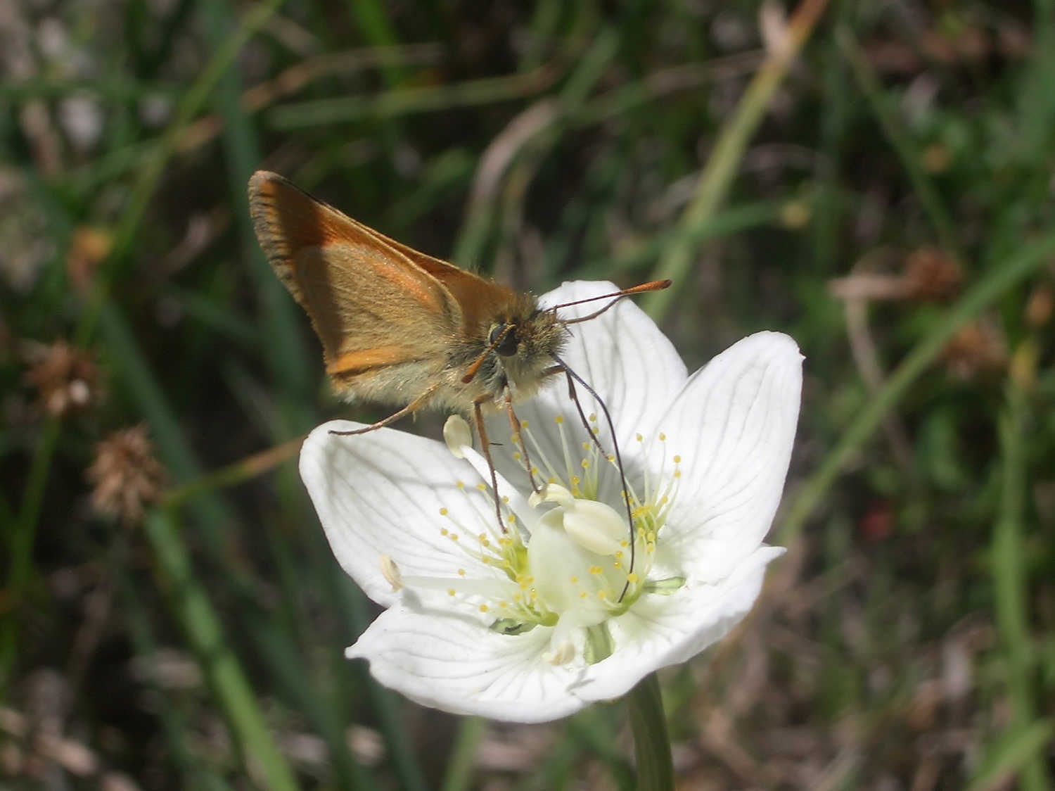 (rel)../pamplinet/preview/papillon_01.jpg serre_che/faune/../pamplinet/photos/papillon_01.jpg