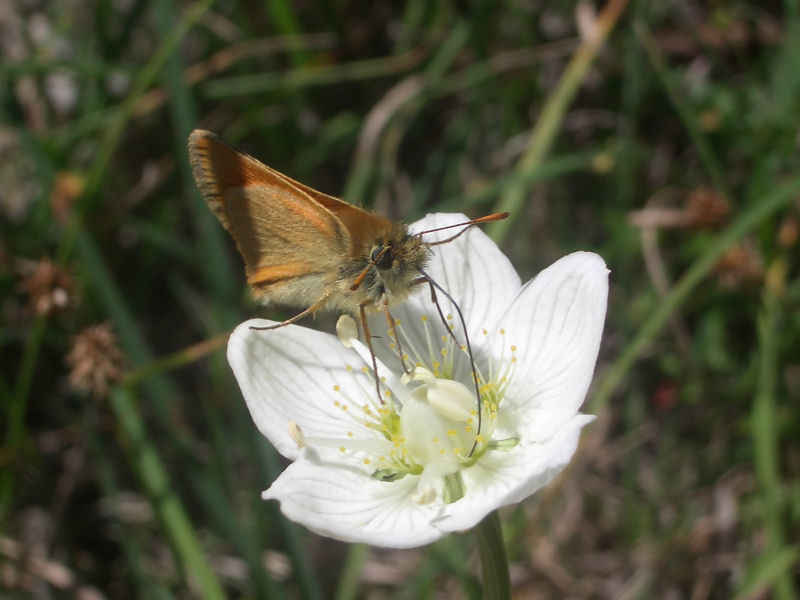 Quelqu'un connaitraît-il la 'marque' de ce papillon ??? serre_che/pamplinet/photos/papillon_01.jpg
