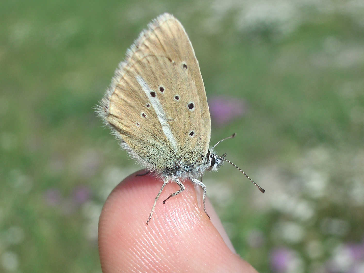 (rel)../salettes/preview/papillon_argus_06.jpg serre_che/faune/../salettes/photos/papillon_argus_06.jpg