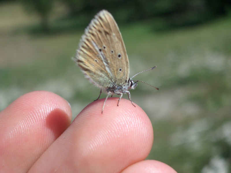 Un petit argus s'est posé sur mon doigt serre_che/salettes/photos/papillon_argus_05.jpg